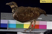 藏品(深山竹雞)的圖片